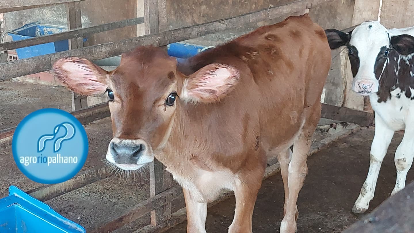 Bovinos na produção AgroRioPalhano
